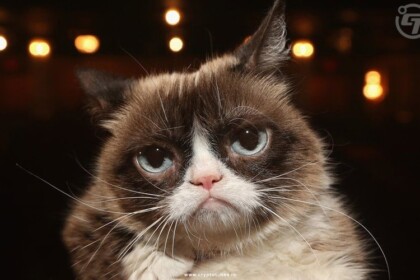 Copyright Wars in NFTs: Grumpy Cat Makes Its Move