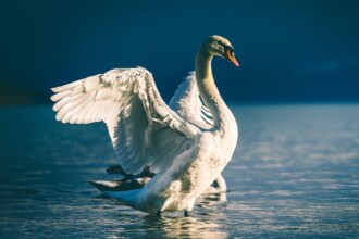 Swan Bitcoin Launches Bitcoin Benefit Plan for Businesses