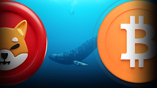 Bitcoin Whales Target BTC, SHIB, and RCOF