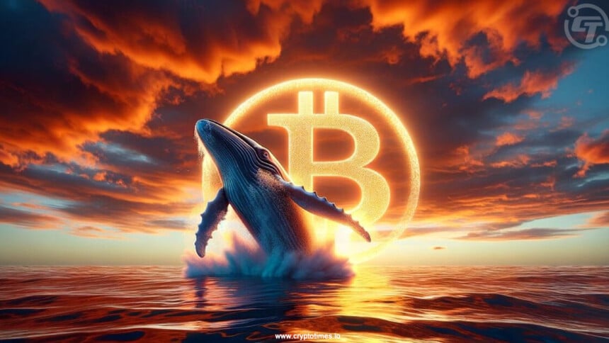 Why Whales Accumulated Bitcoin During The Drop?